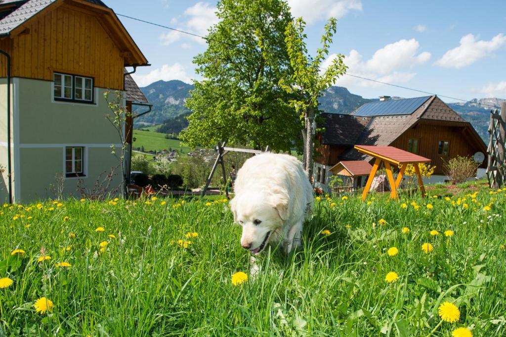 Vila Huettstaedterhof Familie Poetsch Aigen im Ennstal Exteriér fotografie
